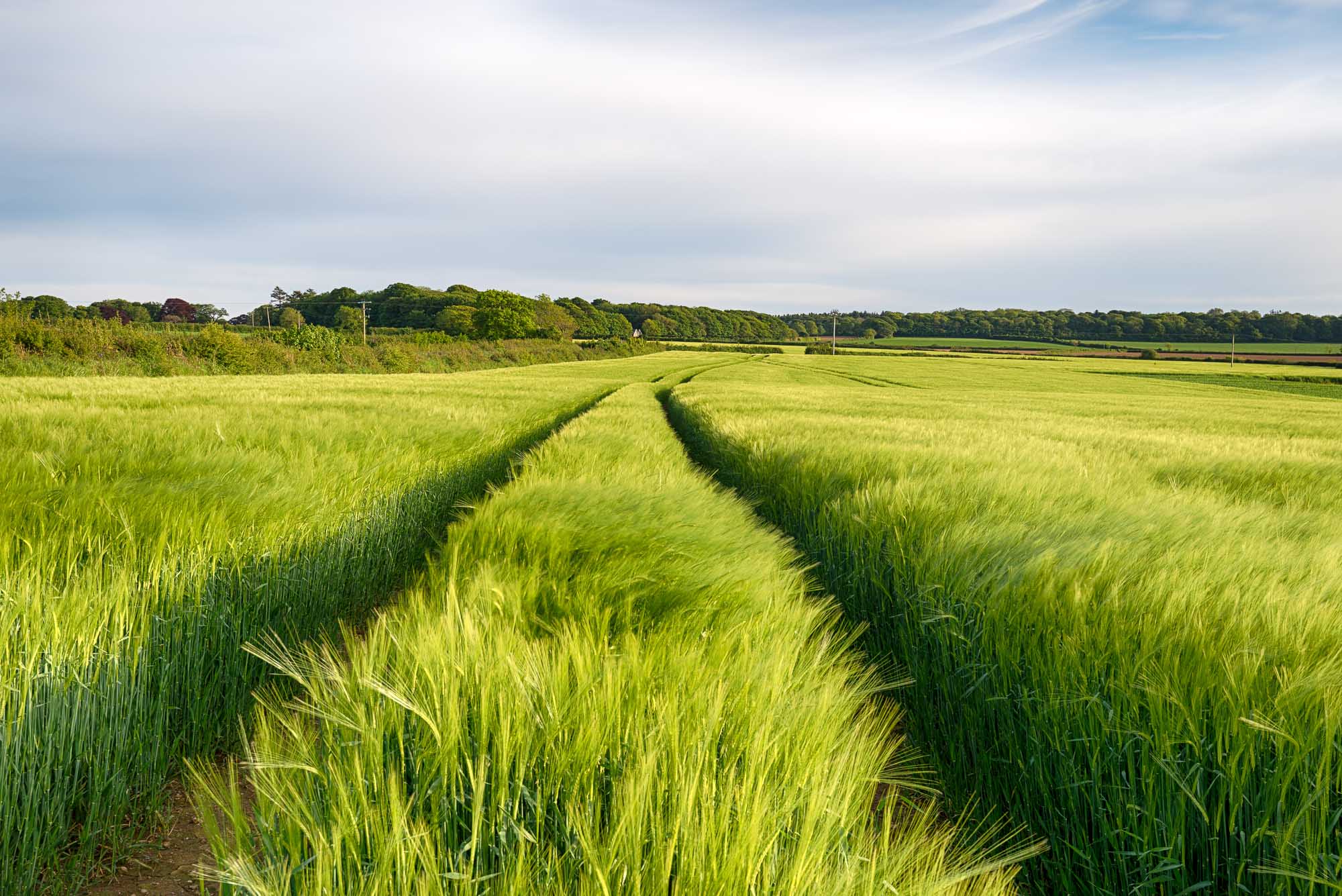 A barley filed in the Cornish countryside near Bodmin