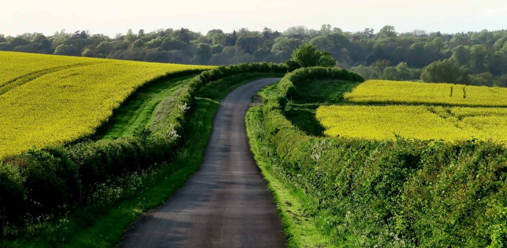 Country dirt road between green hedges with yellowingfield behind