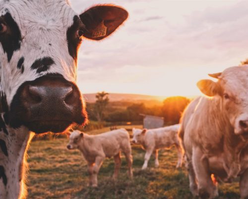 Two cows looking directly at the viewer, in the background two cows walking by.