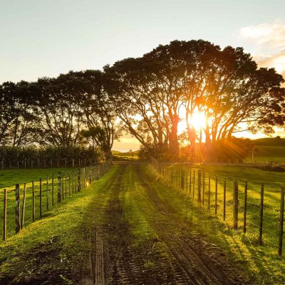 Sunset is setting beind large trees in the background. A country dirt road with track marks lies between two green meadows surrounded by fences.