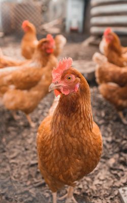 A chicken is looking directly at the viewer. Four more chicken blurry in the background.